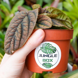 Labisia sp.Vietnam une plante rare et originale