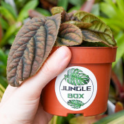 Labisia sp.Vietnam une plante rare et originale