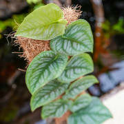 Monstera Dubia 40–50 cm – Plante tropicale rare grimpante | JungleBox