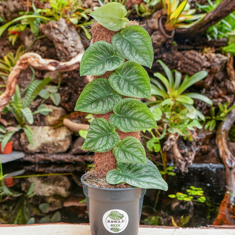 Monstera dubia 40/50cm