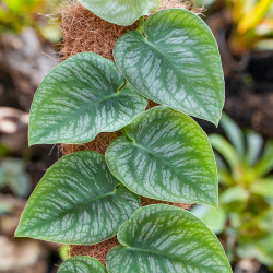 Monstera Dubia 40–50 cm – Plante tropicale rare grimpante | JungleBox