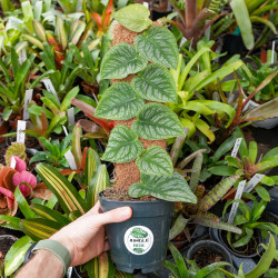 Monstera Dubia 40–50 cm – Plante tropicale rare grimpante | JungleBox