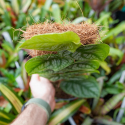 Monstera Dubia 40–50 cm – Plante tropicale rare grimpante | JungleBox