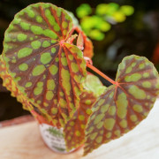 Begonia chlorosticta