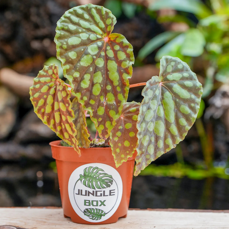 Begonia chlorosticta