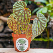 Begonia chlorosticta