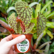 Begonia chlorosticta