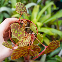 Begonia chlorosticta