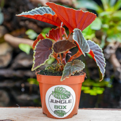 Begonia darthvaderiana'green spot'