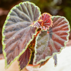 Begonia darthvaderiana'green spot'