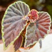 Begonia darthvaderiana'green spot'