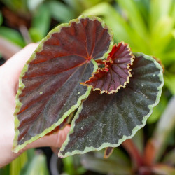 Begonia darthvaderiana'green spot'