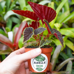 Begonia darthvaderiana'green spot'