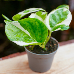 Epipremnum N’Joy – Pothos panaché compact plante d’intérieur facile