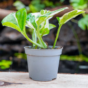 Epipremnum N’Joy – Pothos panaché compact plante d’intérieur facile