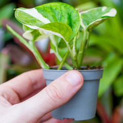 Epipremnum N’Joy – Pothos panaché compact plante d’intérieur facile