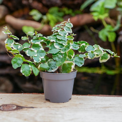 Ficus pumila ‘Bellus’ – Trailing tropical plant | JungleBox