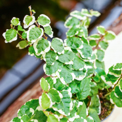 Ficus pumila ‘Bellus’ – Plante rampante tropicale | JungleBox