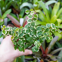 Ficus pumila ‘Bellus’ – Plante rampante tropicale | JungleBox