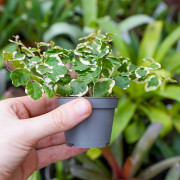 Ficus pumila ‘Bellus’ – Plante rampante tropicale | JungleBox