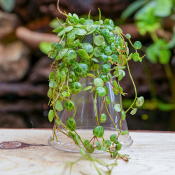 Peperomia prostrata