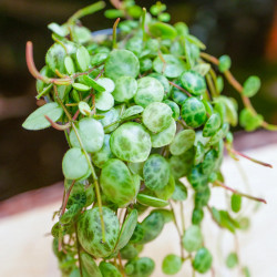 Peperomia prostrata