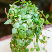Peperomia prostrata