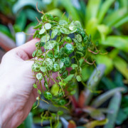 Peperomia prostrata