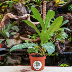 Rhaphidophora elliptica mint