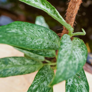 Rhaphidophora elliptica mint