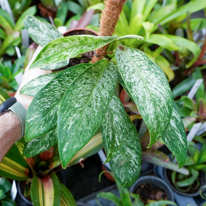 Rhaphidophora elliptica mint