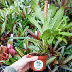 Rhaphidophora elliptica mint