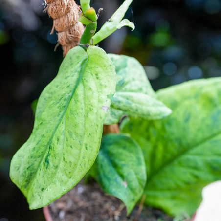 Rhaphidophora korthalsii "marble aurea"