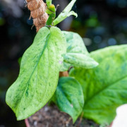 Rhaphidophora korthalsii "marble aurea"