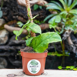 Rhaphidophora korthalsii "marble aurea"