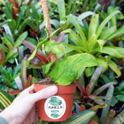 Rhaphidophora korthalsii "marble aurea"