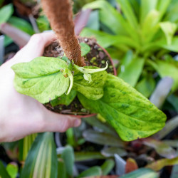 Rhaphidophora korthalsii "marble aurea"