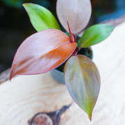 Philodendron red Sun