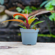 Philodendron Red Sun – Plante tropicale rouge évolutive | JungleBox