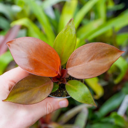 Philodendron Red Sun – Plante tropicale rouge évolutive | JungleBox