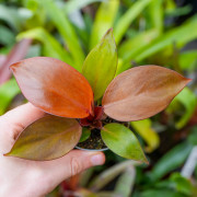 Philodendron Red Sun – Plante tropicale rouge évolutive | JungleBox