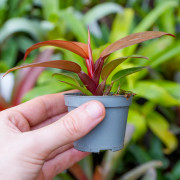 Philodendron Red Sun – Plante tropicale rouge évolutive | JungleBox