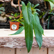 Philodendron spiritus-sancti rare plant – Collector tropical plant | JungleBox