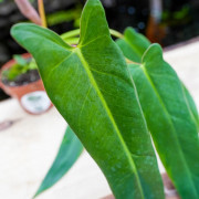 Philodendron spiritus-sancti rare plant – Collector tropical plant | JungleBox