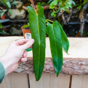 Philodendron spiritus-sancti rare plant – Collector tropical plant | JungleBox