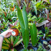 Philodendron spiritus-sancti rare plant – Collector tropical plant | JungleBox