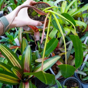 Philodendron spiritus-sancti rare plant – Collector tropical plant | JungleBox
