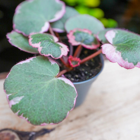Saxifraga stolonifera tricolor – Decorative indoor plant | JungleBox