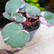 Saxifraga stolonifera tricolor – Decorative indoor plant | JungleBox