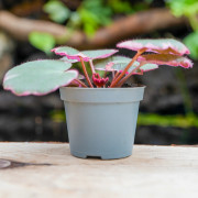Saxifraga stolonifera tricolor – Decorative indoor plant | JungleBox